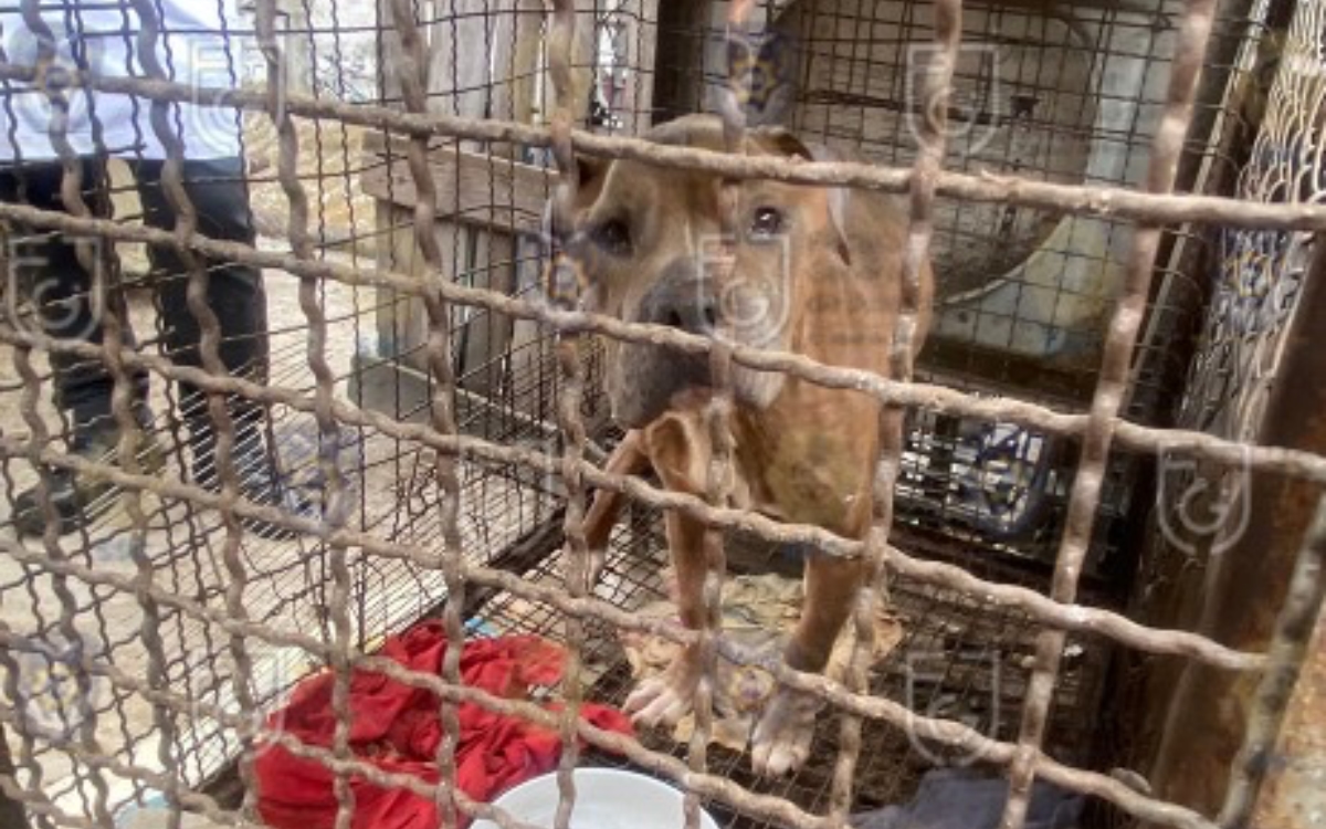 Fotos | Rescatan 13 perros pitbull hacinados en criadero clandestino de Magdalena Contreras