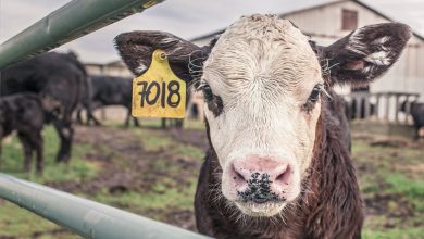 Gases de vacas aumentan calentamiento global; empresas buscan reducirlo