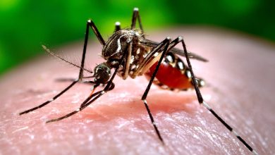 OMS advierte de alto riesgo de expansión mundial del dengue; hay 5 millones de casos
