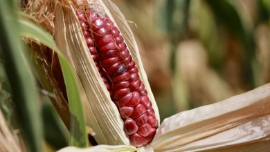ONGs piden a México que contrademande a EU en conflicto de maíz transgénico