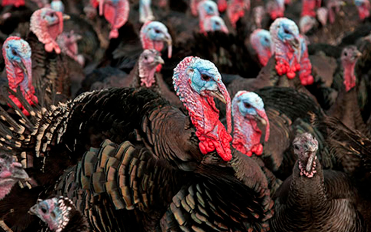 Sacrifican más de 11 mil pavos tras detectarse gripe aviar en Alemania