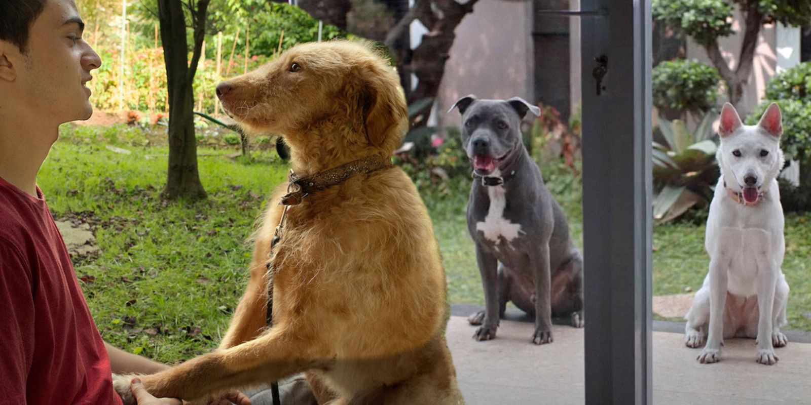 10 mejores películas de perros en Netflix