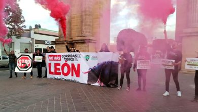 Activistas piden a Diego Sinhué que no permita corridas de toros en Feria de León 2024
