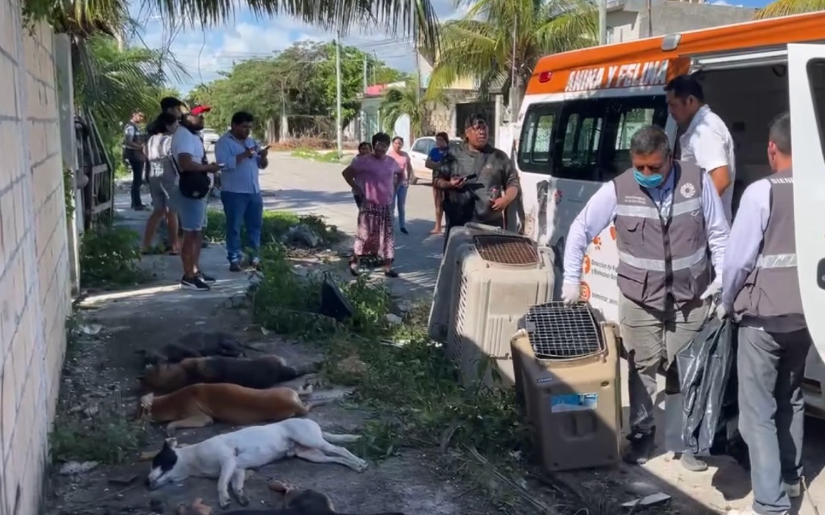 Envenenan a 7 perros callejeros en Cancún