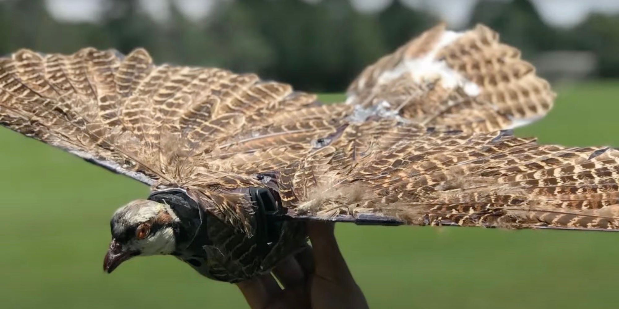 Los cadáveres de aves reutilizados como drones son un horror corporal distópico de la vida real
