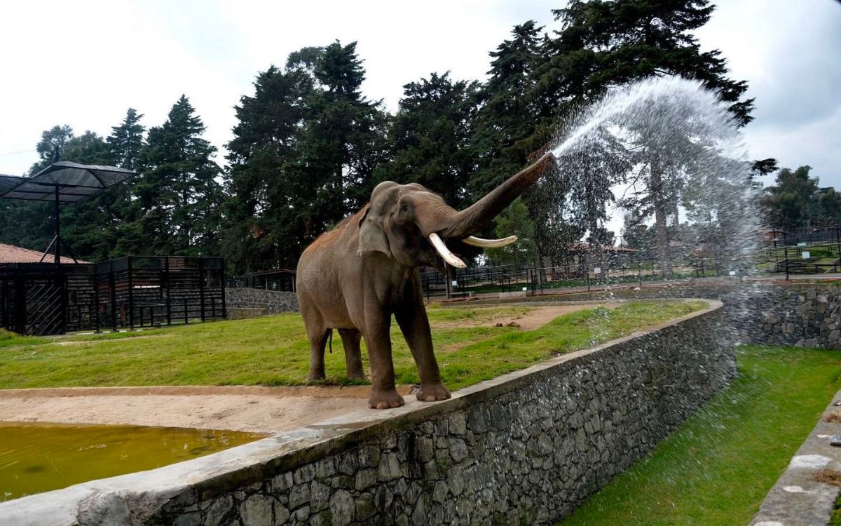 Muere elefante Ted a los 60 años, conocido por mojar a visitantes de zoológico en Edomex
