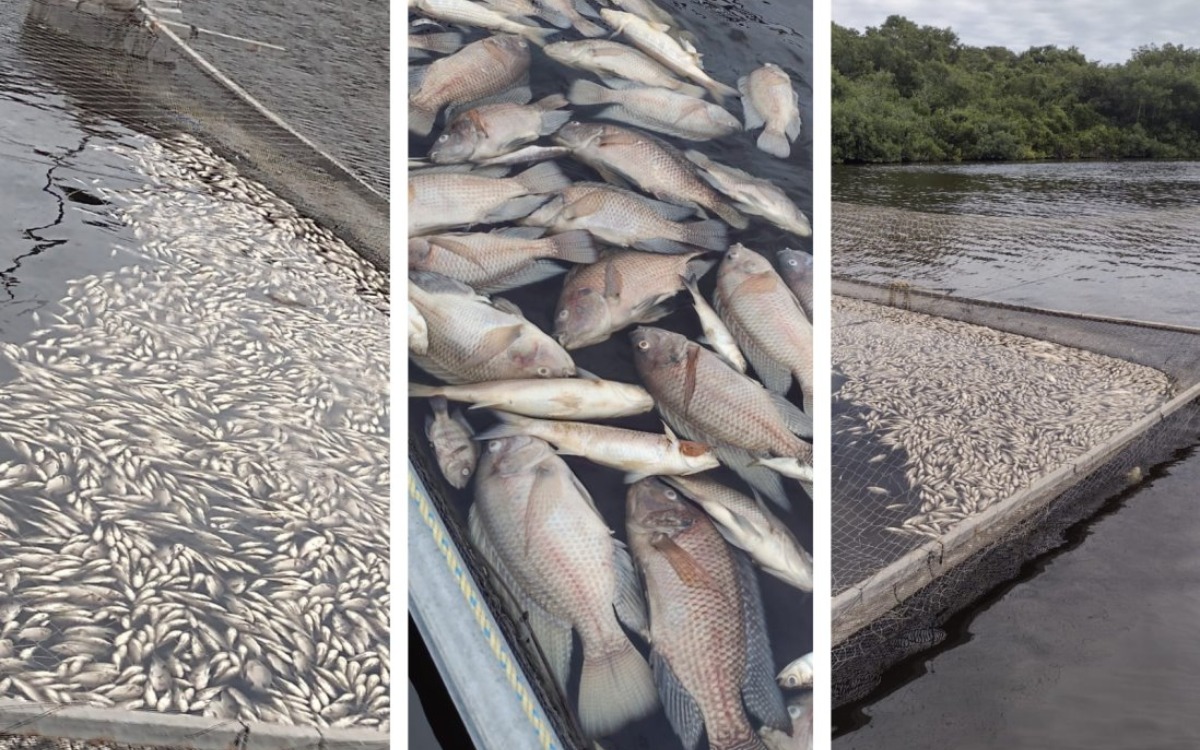 Mueren 90 mil mojarras en Veracruz por contaminación