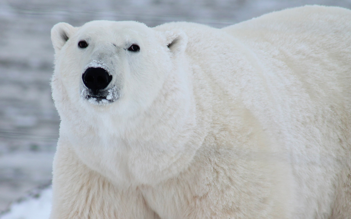 Oso polar muere por gripe aviar en Alaska; el primer caso en su especie