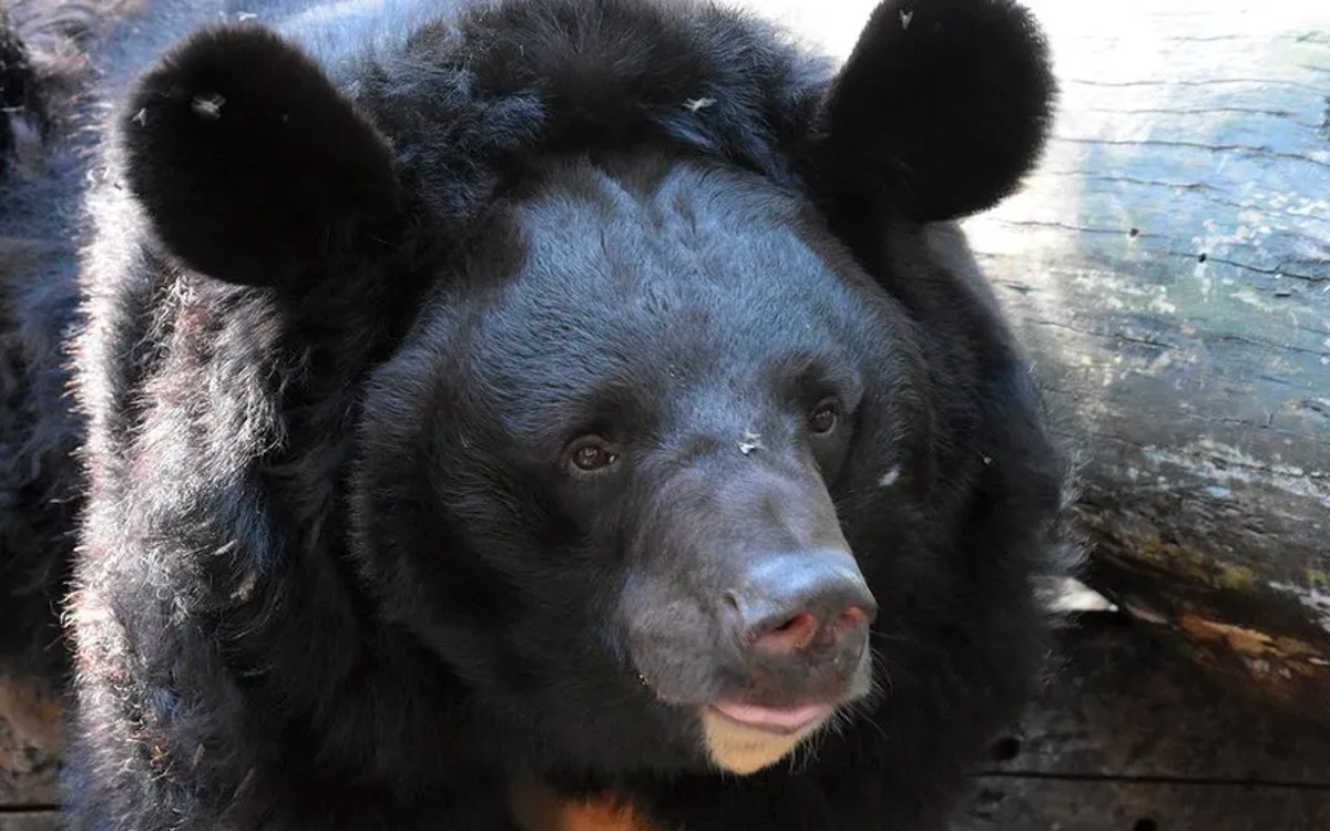 Zoológico en Escocia da la bienvenida a oso rescatado y herido en guerra de Ucrania