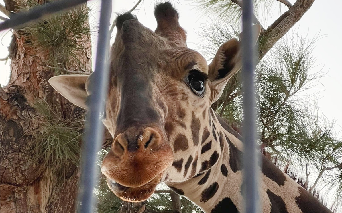 ¡La jirafa Benito se va a Africam Safari!; jueza ordena su traslado