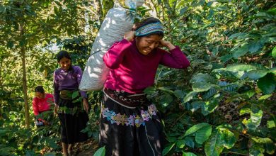 Cafetaleros de Chiapas pierden hasta el 30% de sus cosechas por crisis climática