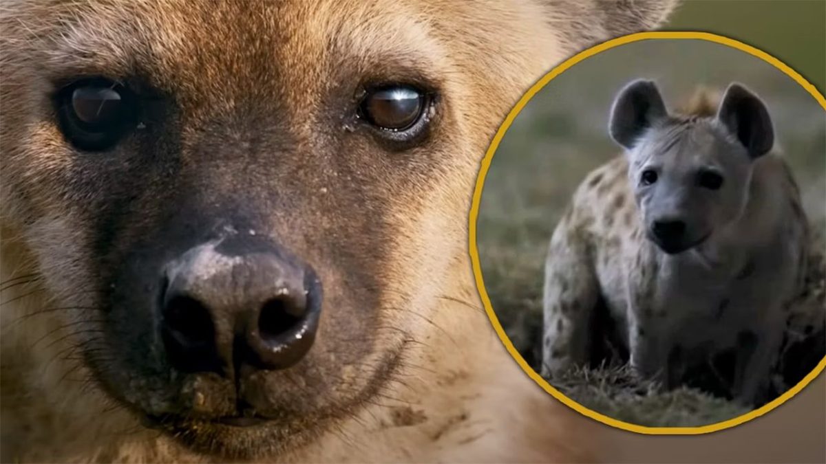 El clip de National Geographic Queens muestra hienas discutiendo en impresionantes imágenes nocturnas en color