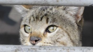 Profepa confirma muerte de 9 felinos en Veracruz: son gatos domésticos y no tigrillos, apuntan