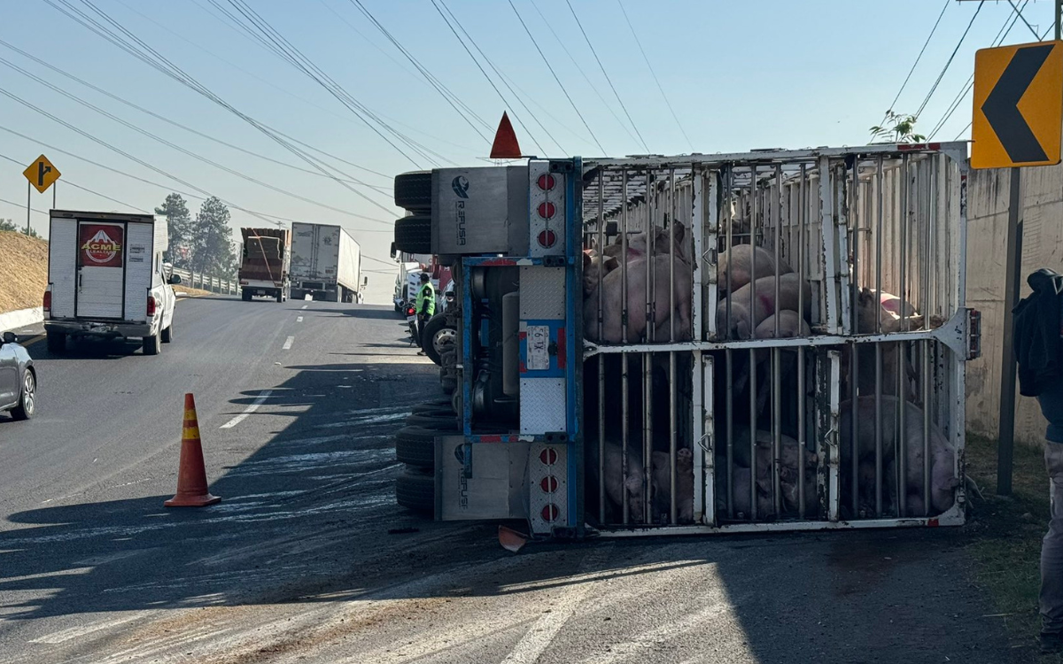 Tráiler cargado con cerdos vuelca en el Circuito Exterior Mexiquense; varios mueren