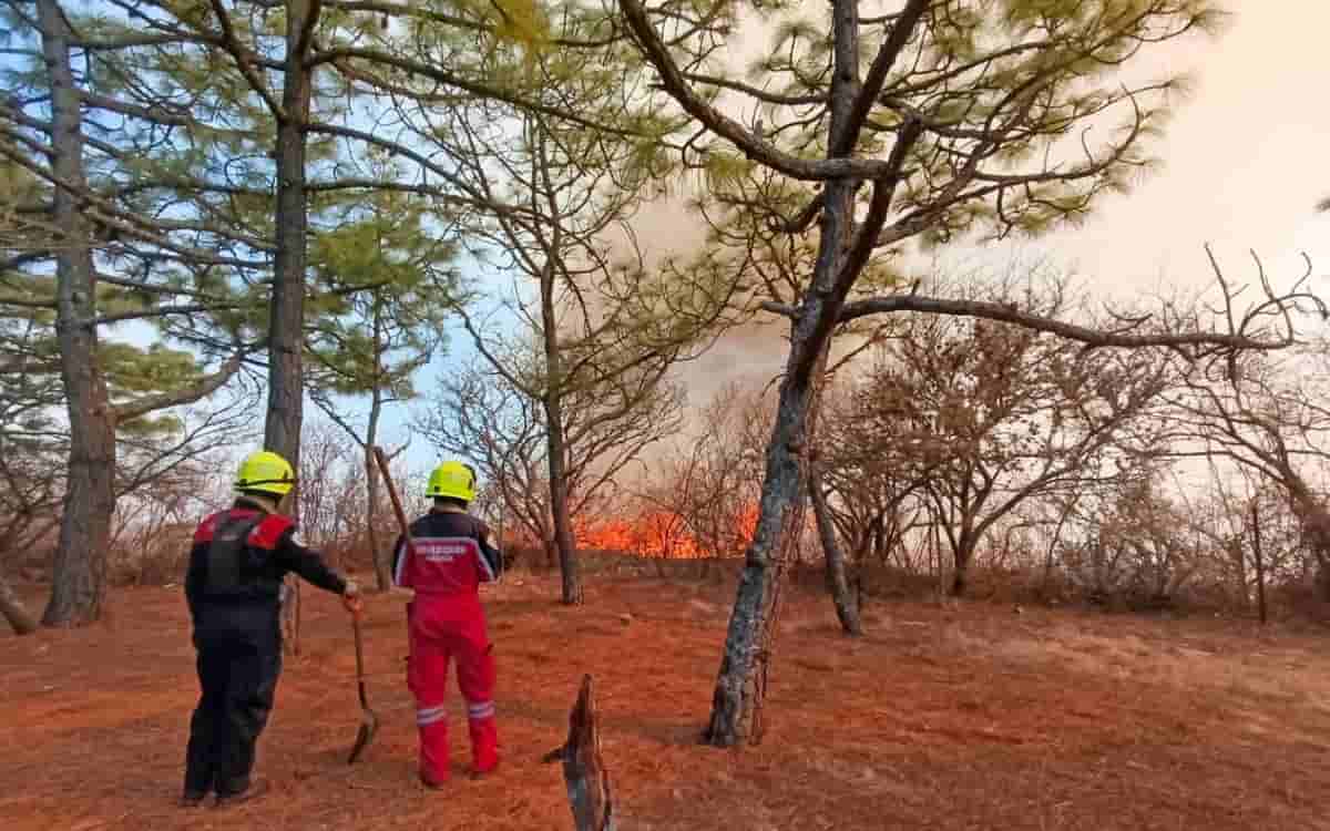 Videos | Incendio consume parte del polígono de la Zona Arqueológica de Monte Albán