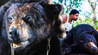 ¿El verdadero oso de la cocaína realmente mató a alguien?