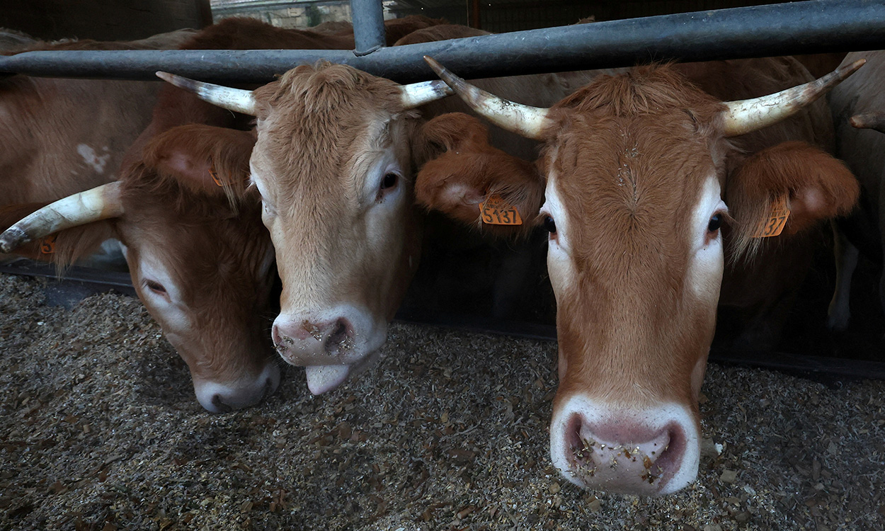 EU detecta gripe aviar en la leche pero asegura que suministro de productos lácteos es seguro
