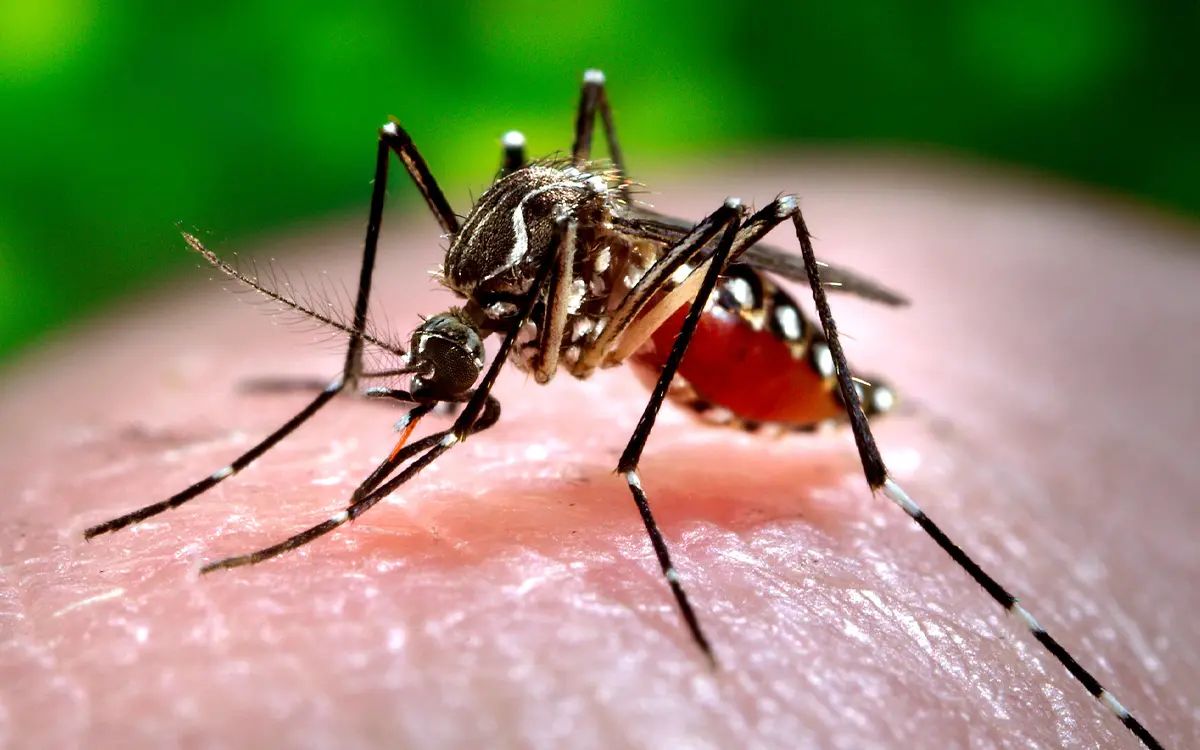 Brasil supera los cinco millones de casos de dengue en 2024
