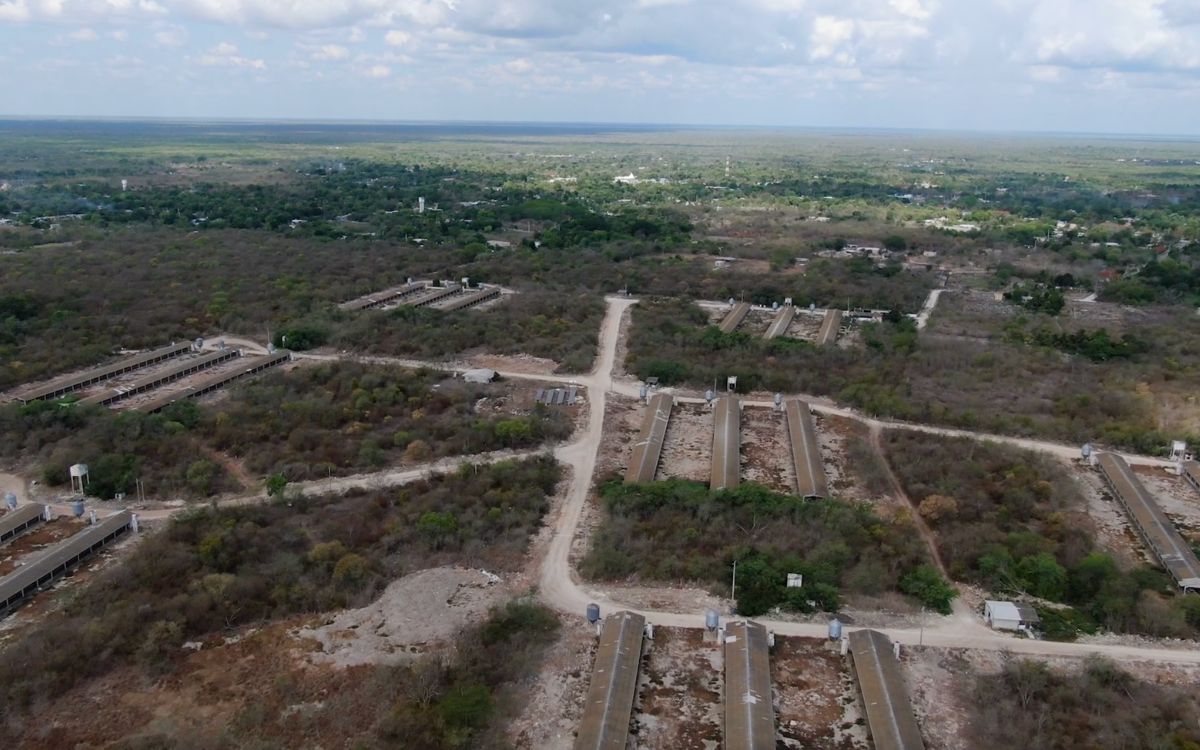 Yucatán: Hallan más de 300 granjas porcinas contaminantes que no fueron detectadas por Semarnat