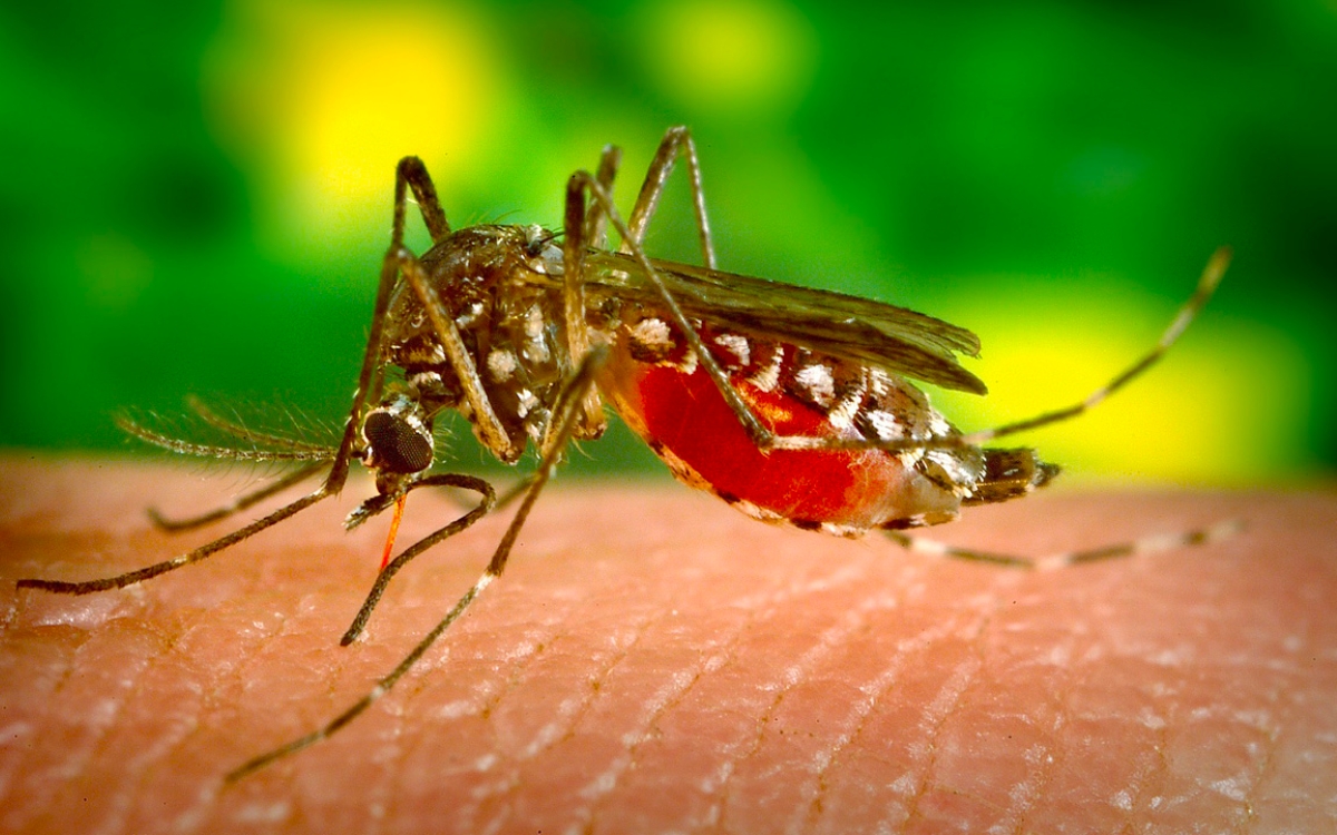 Casos de dengue se disparan en México 388.7% en un año