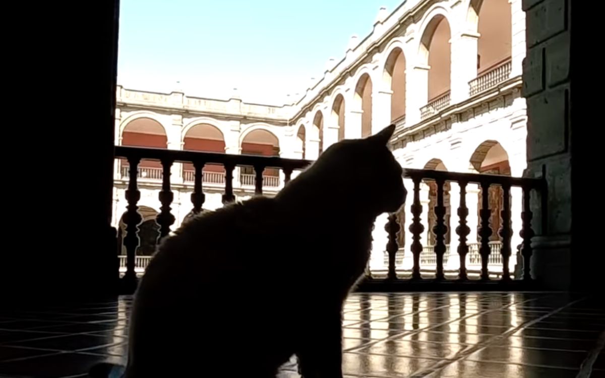 Declaran a gatos de Palacio Nacional ‘activos fijos vivos’; serán cuidados durante toda su vida