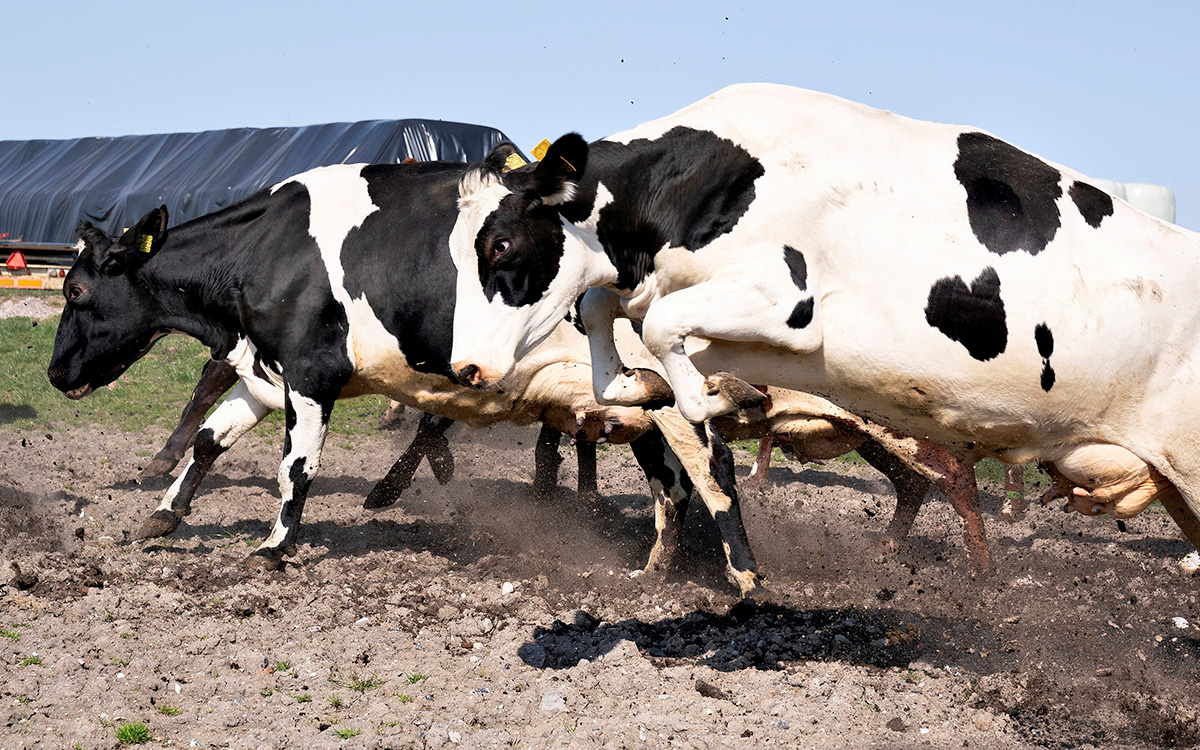 Detectan virus de gripe aviar en leche de vacas infectadas en EU: OMS
