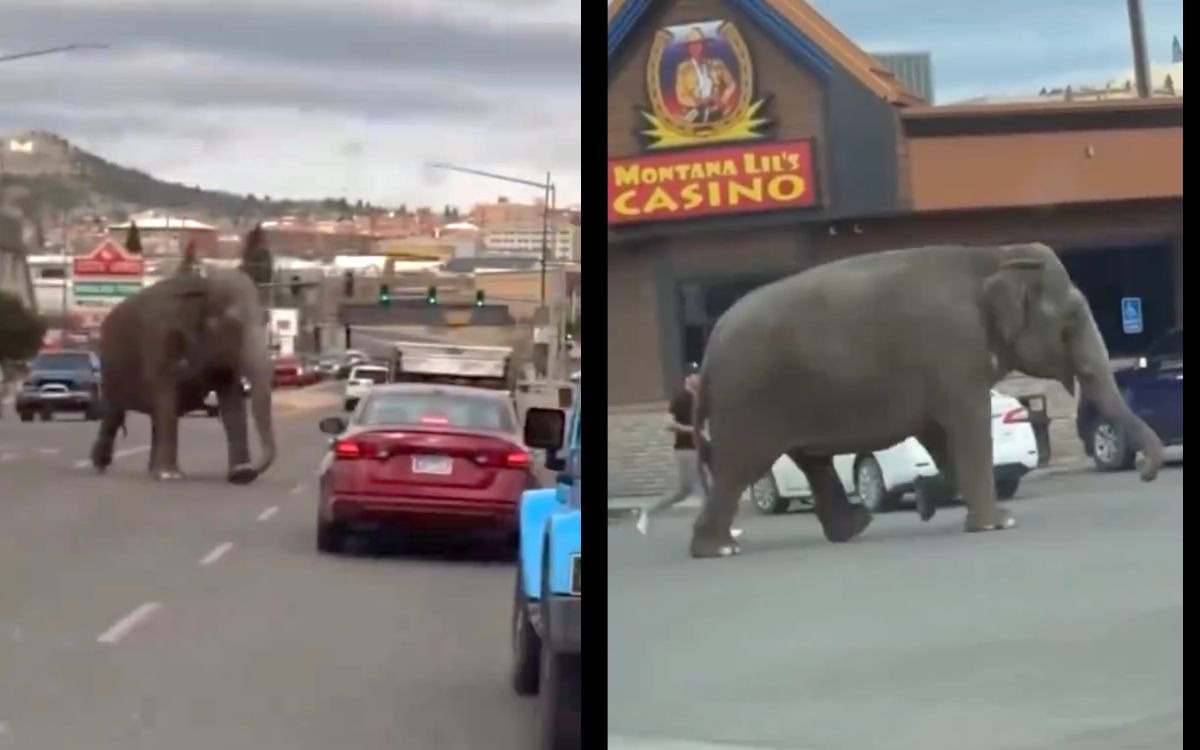 Elefanta ‘Viola’ escapa de un circo y huye por las calles en Montana, EU