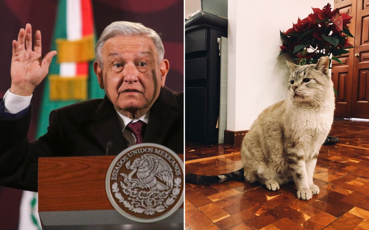 PETA reconoce a AMLO por proteger a gatos en Palacio Nacional | Video