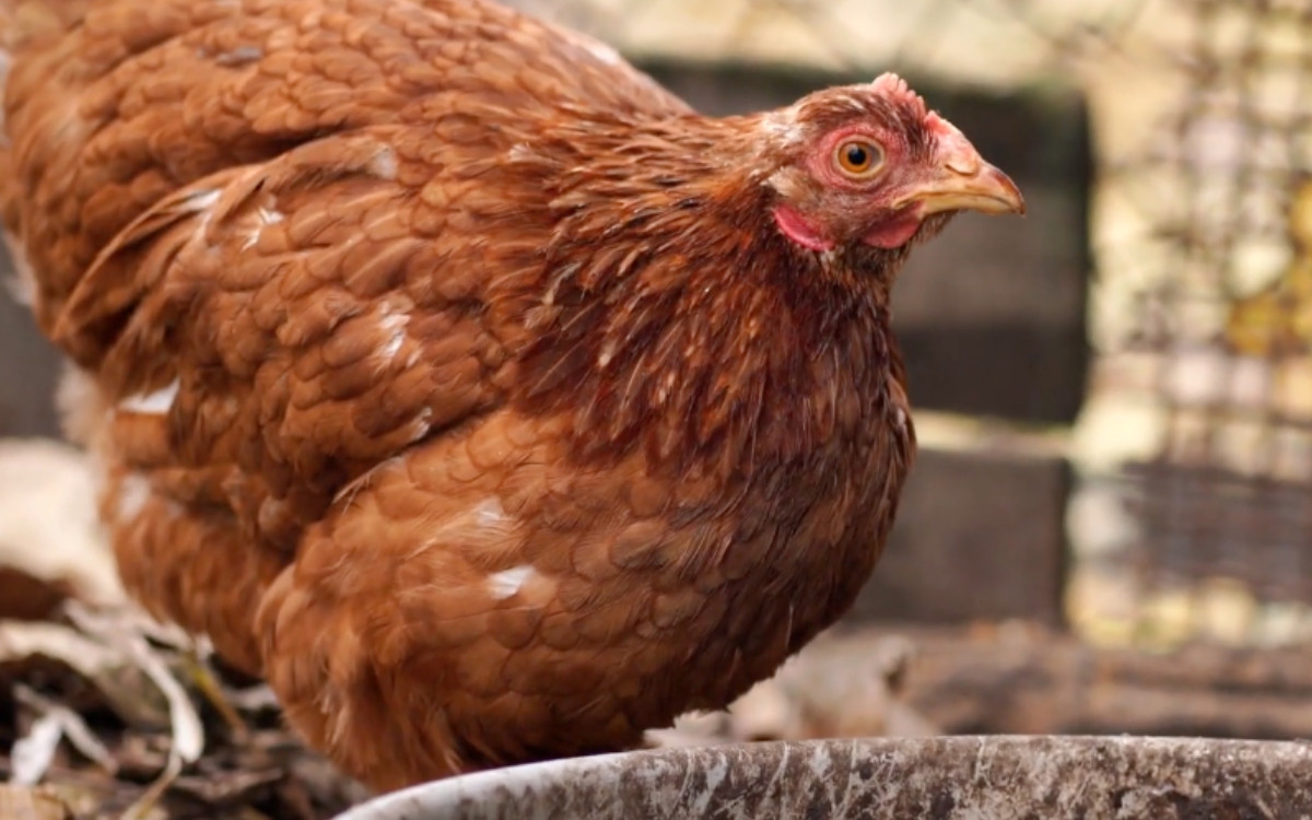 Vacas contagiaron influenza aviar a una persona en Texas, confirma CDC