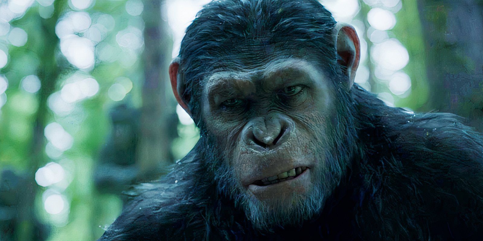 “Tan realista”: la primera película de Matt Reeves El planeta de los simios recibe grandes elogios de un experto en simios