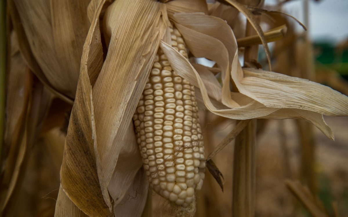 AMLO asegura que no hay problemas en el comercio de maíz pese a queja de EEUU