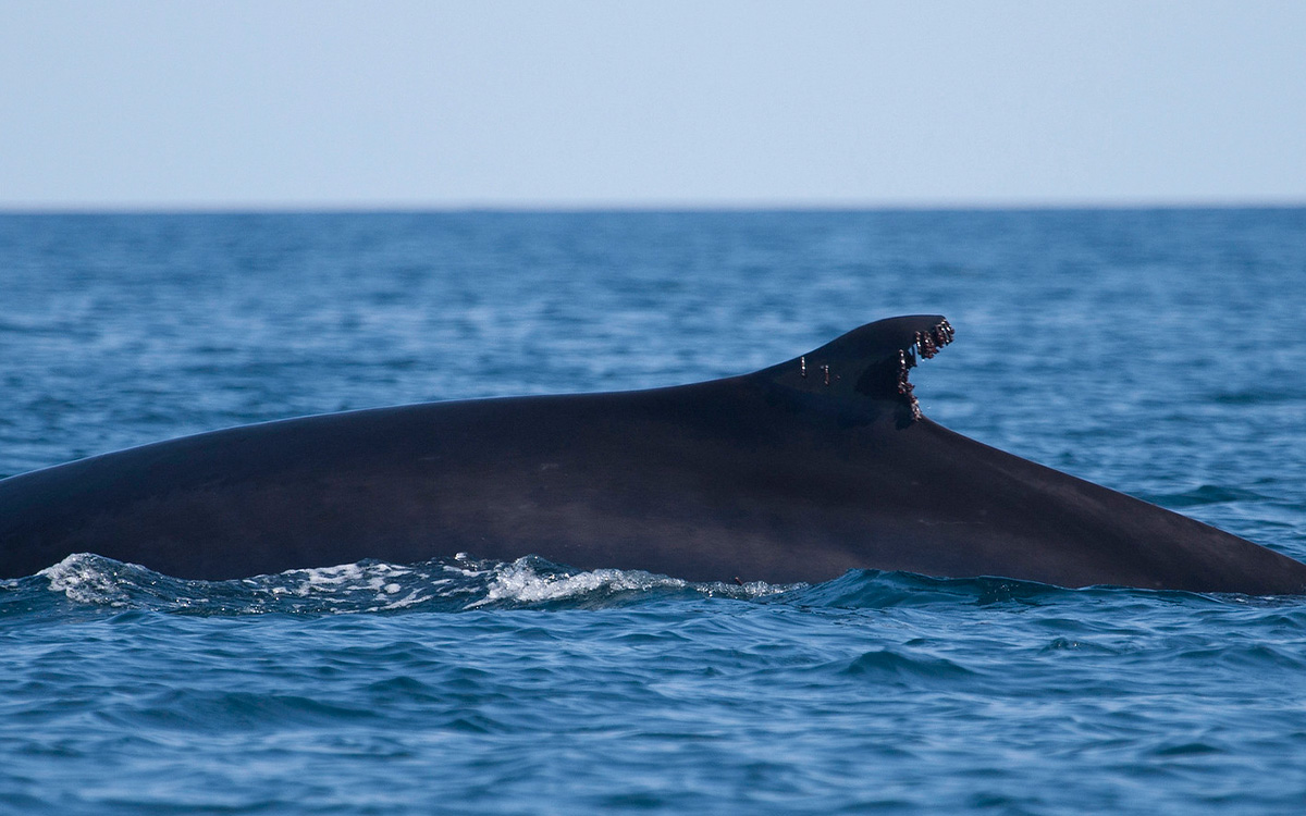 Japón añadirá otra especie de ballena a su lista para la caza comercial