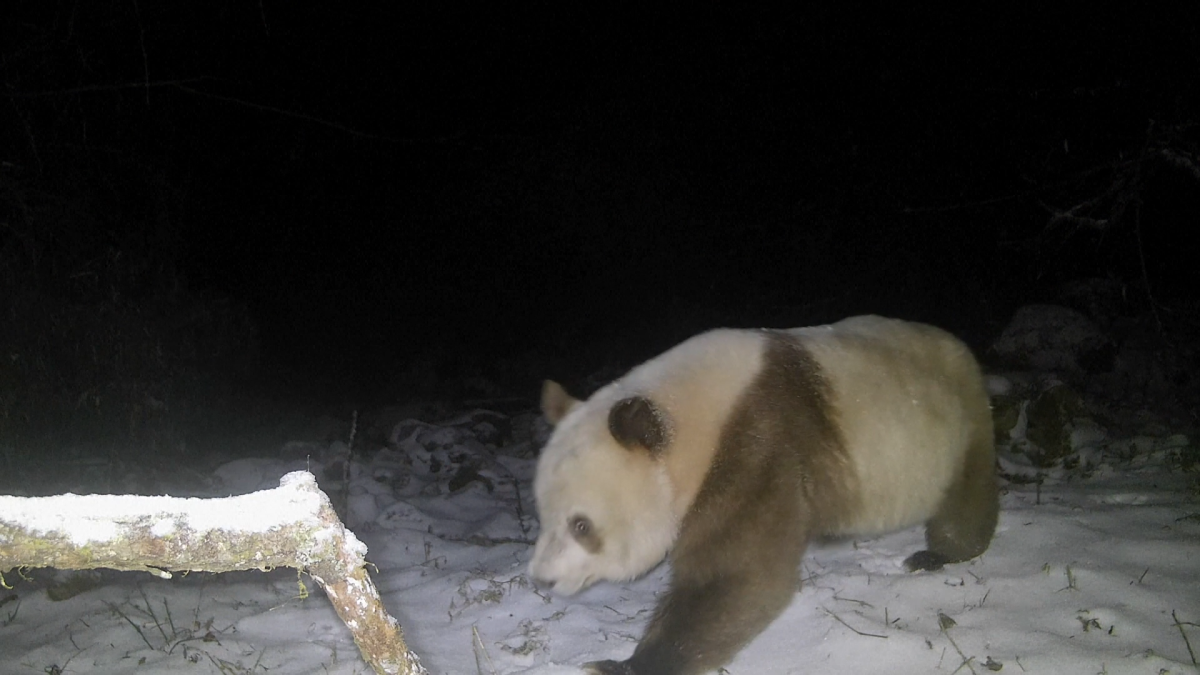 Oso panda pardo; Avistado en China por primera vez en 6 años