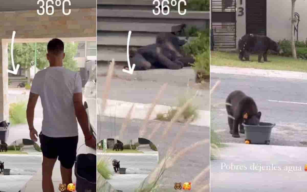 Video | Maxi Meza da agua a los osos fuera de su casa ante intenso calor