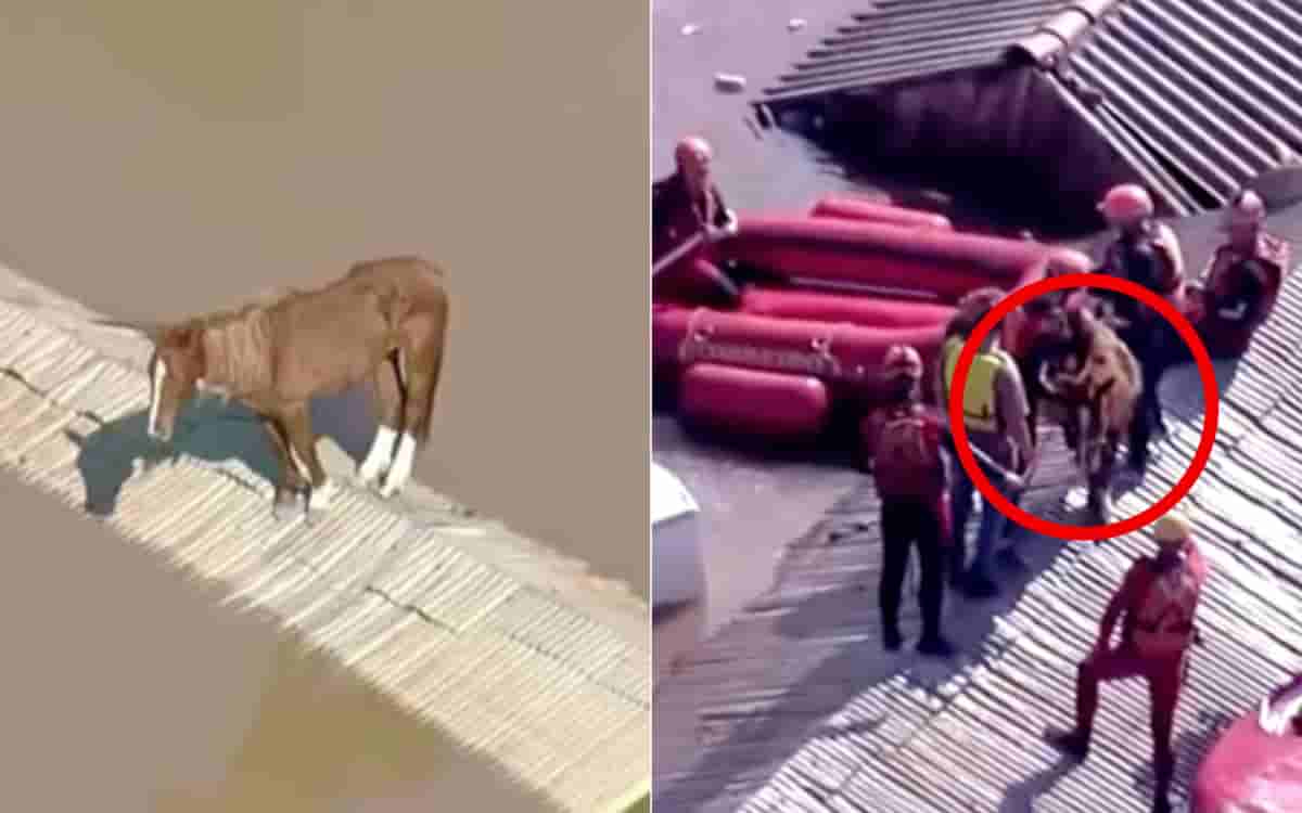 Videos | ¡Bravo! Rescatan a Caramelo, caballo atrapado en un techo por las inundaciones en Brasil