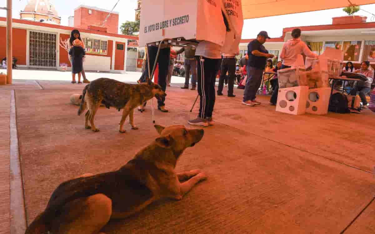 ¿Quién va ganando la gubernatura en Morelos? Sigue aquí el PREP