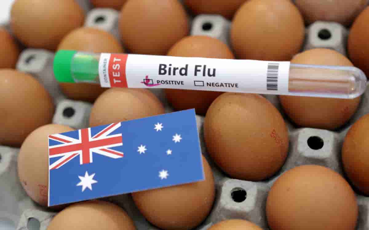 OMS confirma primer caso de gripe aviar en Australia
