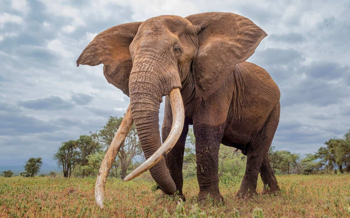 Aplasta elefante a turista español en parque nacional de Sudáfrica