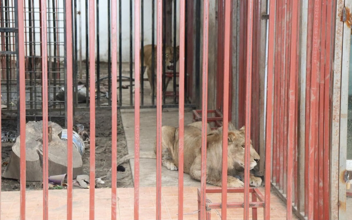 Aseguran dos leones en Morelos; serían de la Familia Michoacana, apunta la Fiscalía
