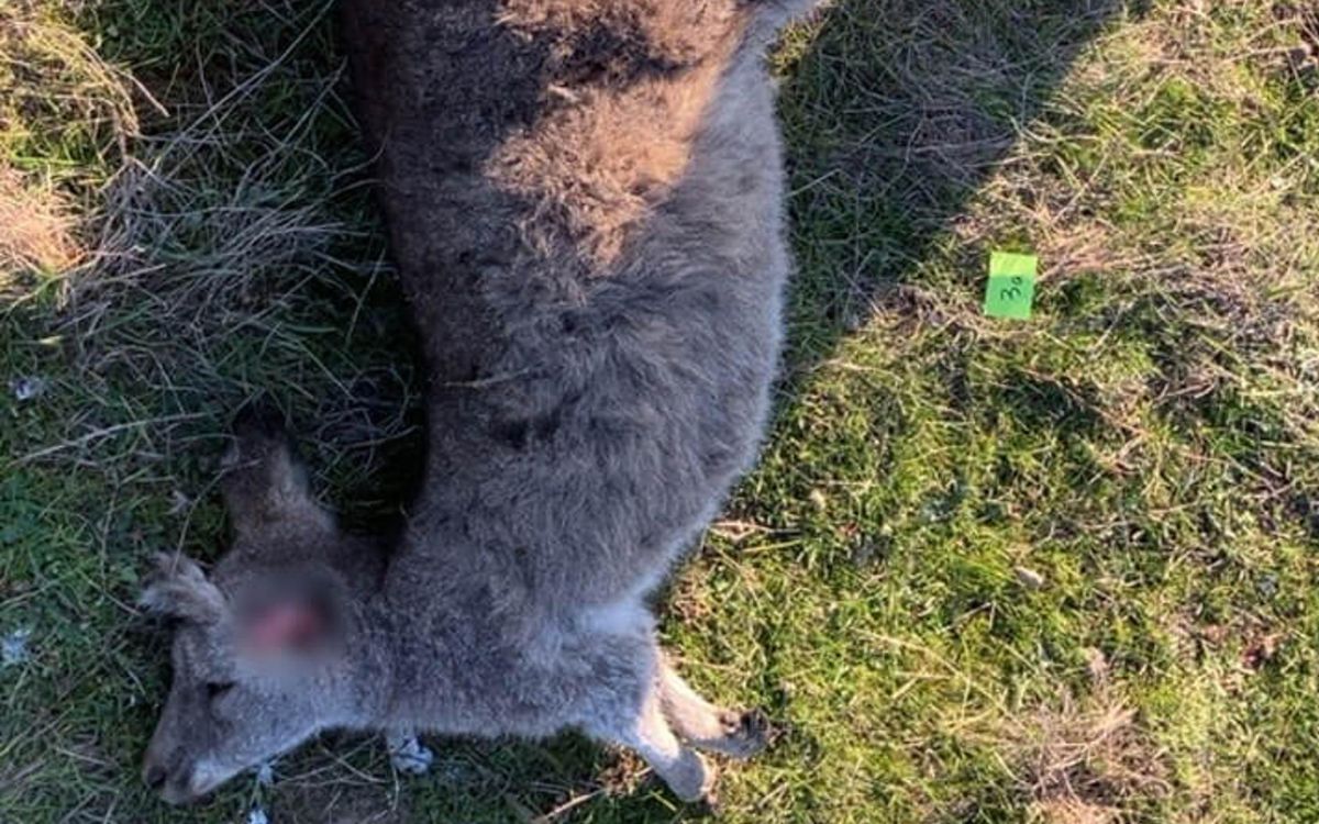 Australia investiga la muerte de 65 canguros por disparos y embestidas de coche