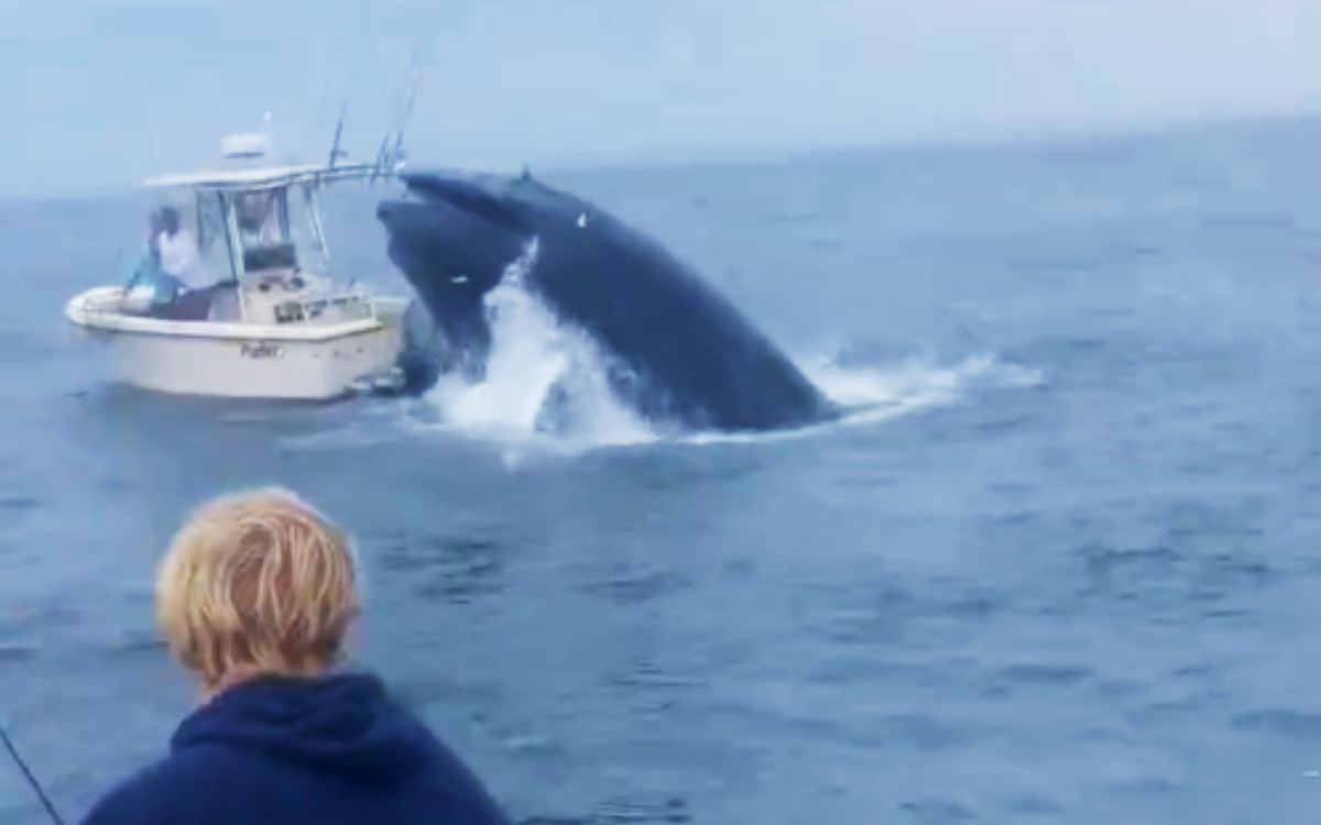 Ballena ataca bote en Estados Unidos | Video