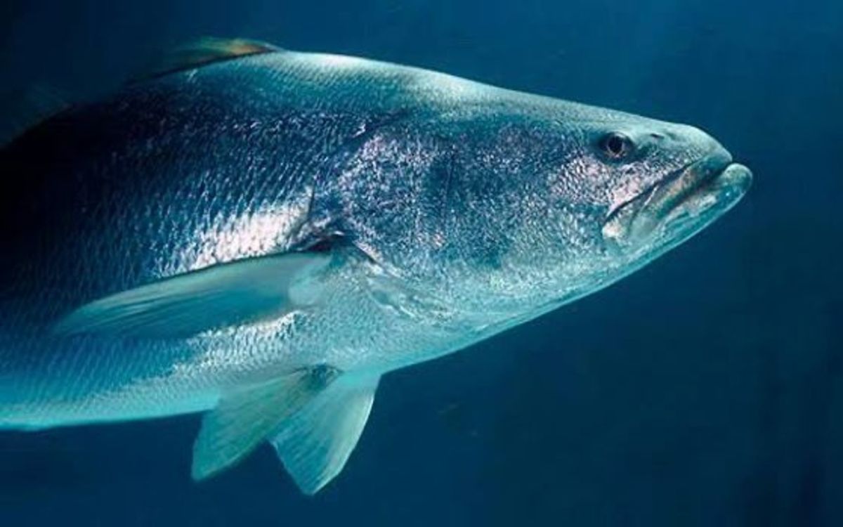 De la piscifactoría al mar: la regeneración de la totoaba, el pez 'tesoro' de México