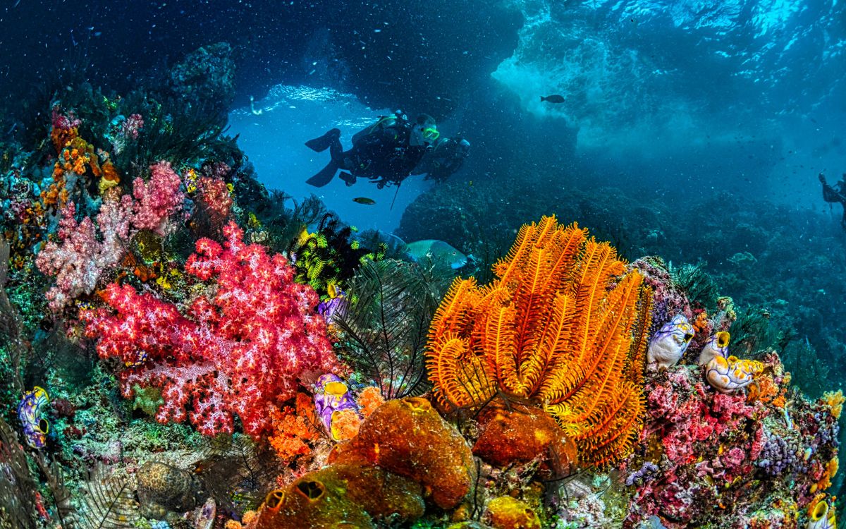 EU perdona 35 mdd de deuda a Indonesia a cambio de proteger corales