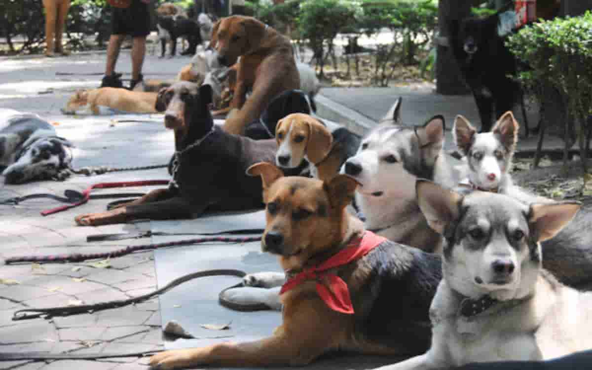 Video | Perritos cierran calles de Polanco, ¿cuáles son sus demandas?