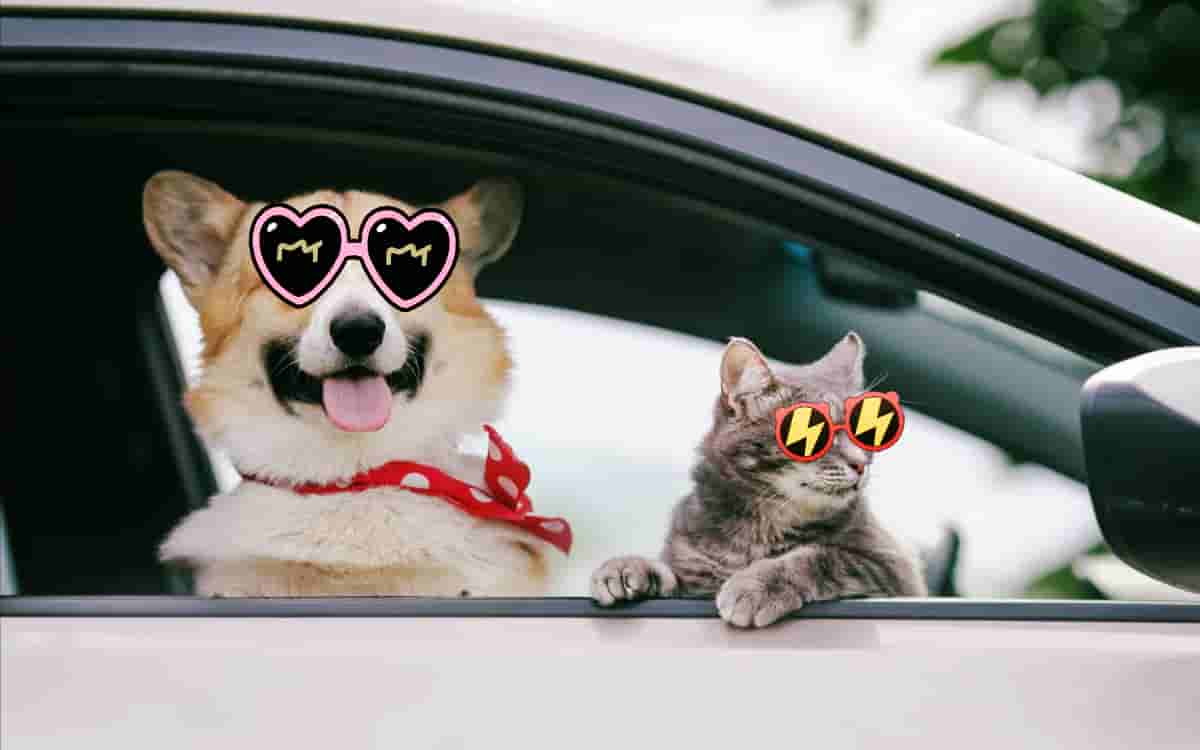 ¡Bienvenidos lomitos y michis! Viaja con tu animal de compañía en Uber Pet
