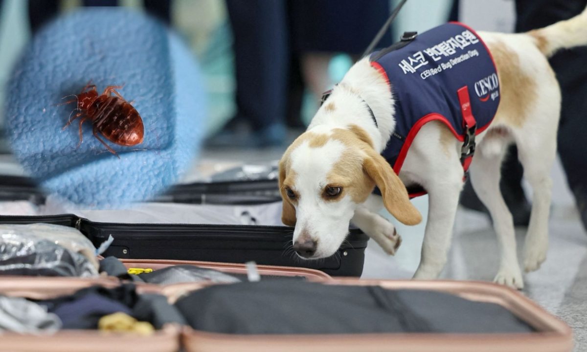 ¡No es fake! Conoce a Ceco, el perro surcoreano que busca chinches en atletas que regresan de París 2024