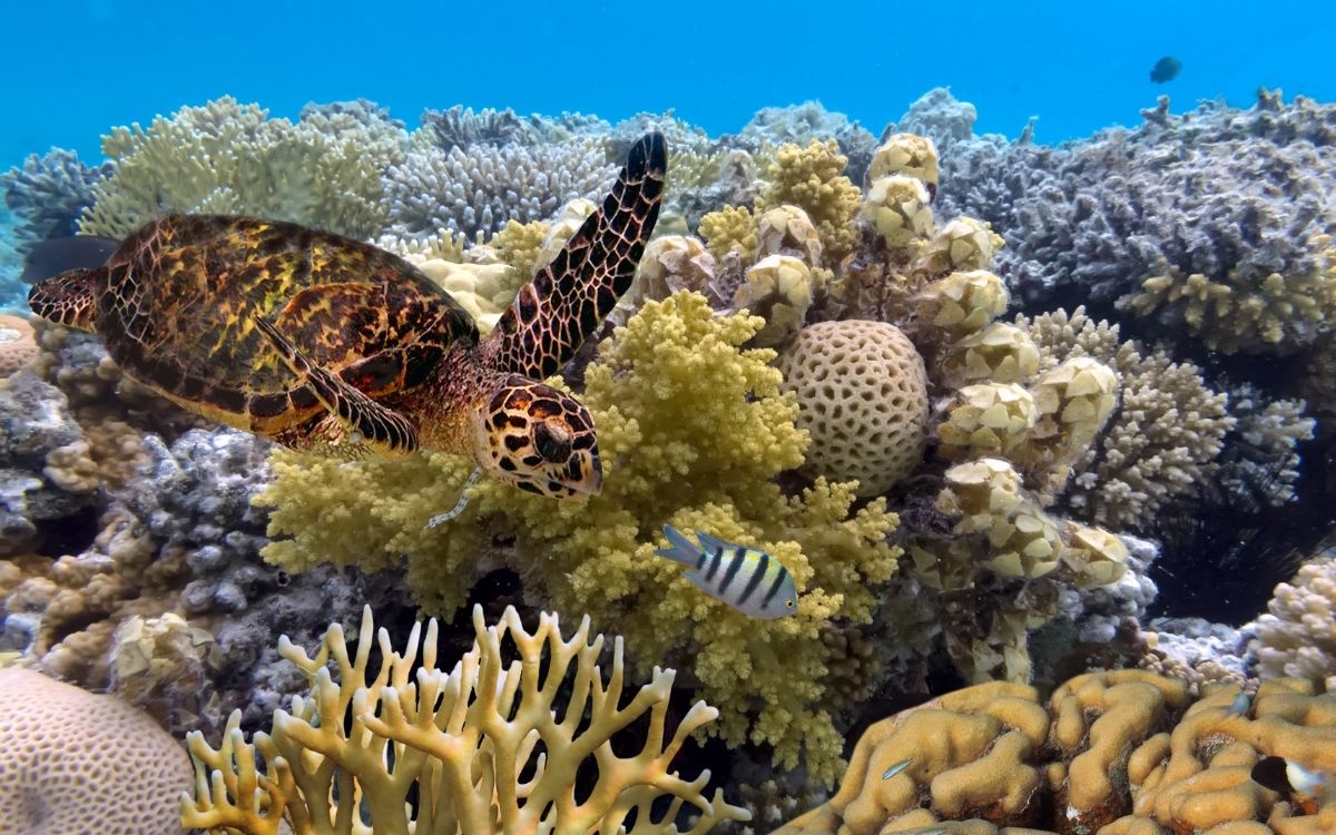 Gran Barrera de coral australiana corre peligro por altas temperaturas de los océanos: Estudio