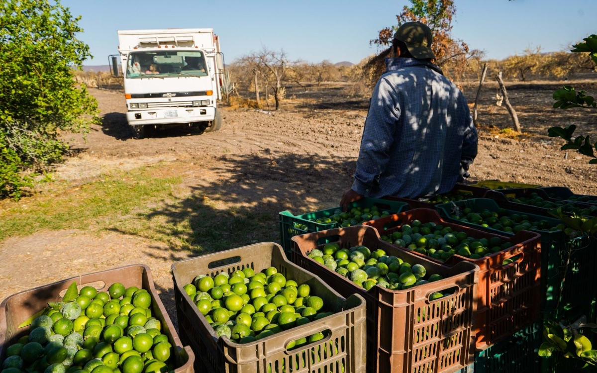 Limoneros de Michoacán ceden a pagar extorsiones para continuar producción