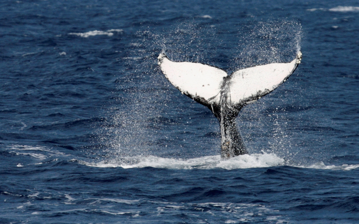 Pescador resultó herido tras ser golpeado por la cola de una ballena en Australia