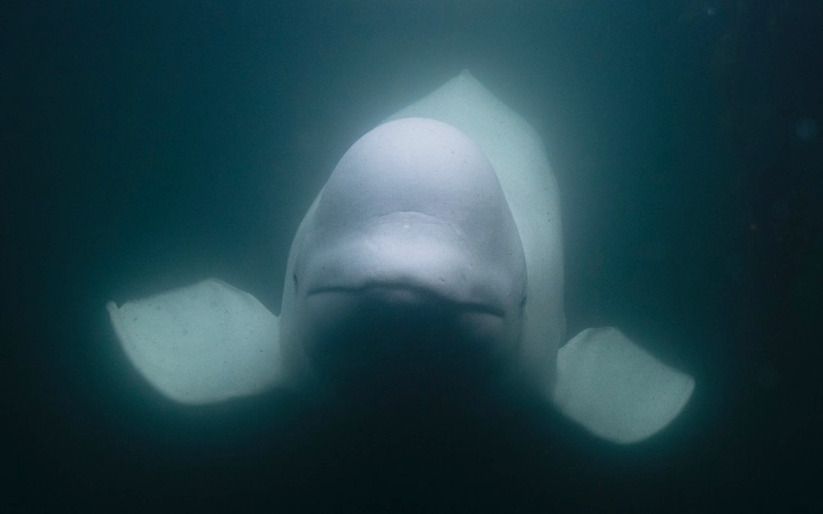 Hallan muerta a la ballena ‘espía rusa’